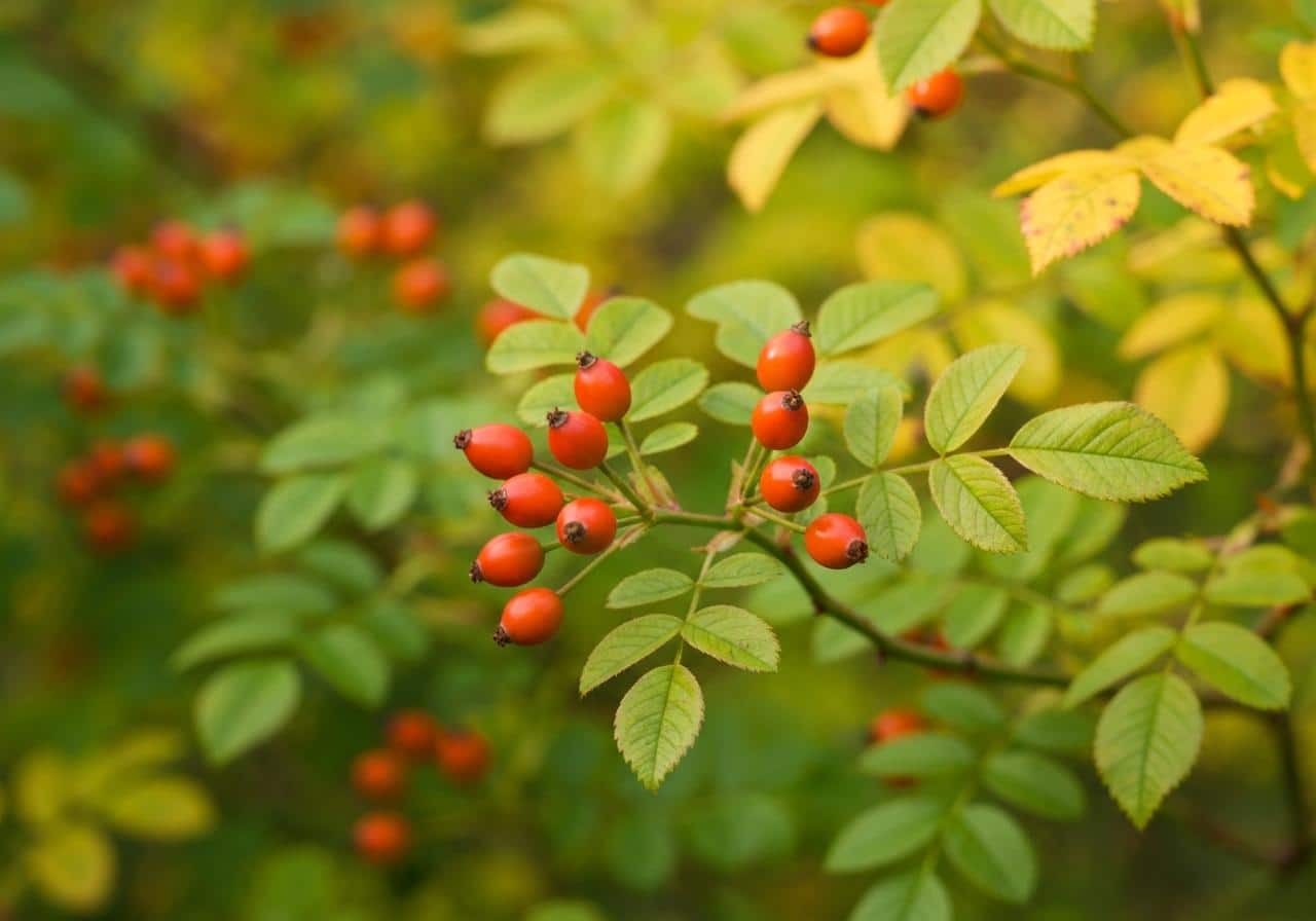 Baies rouges d'églantine sur branches de rosier sauvage en automne
